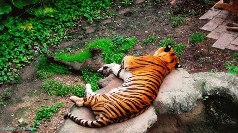 Zoo Dusit (Dusit Zoo) v Bangkoku