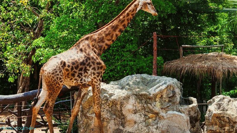 Zoo Dusit (Dusit Zoo) v Bangkoku