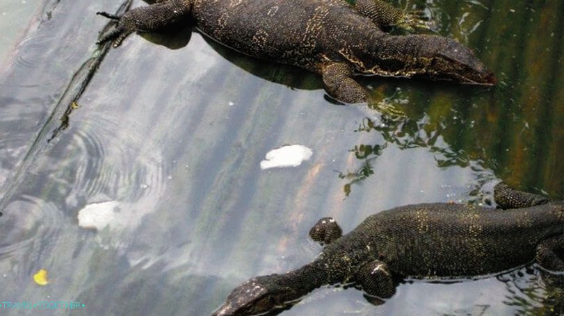 Zoo Dusit (Dusit Zoo) v Bangkoku
