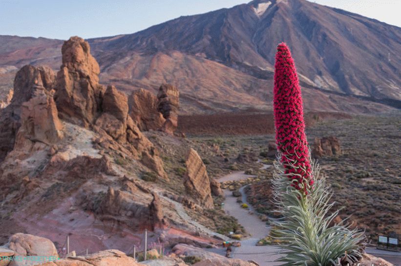 Takhinaste - endemična za otok Tenerife