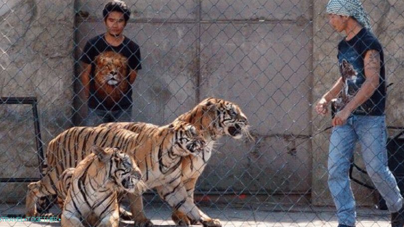 Tiger Zoo in akvarij na Samui