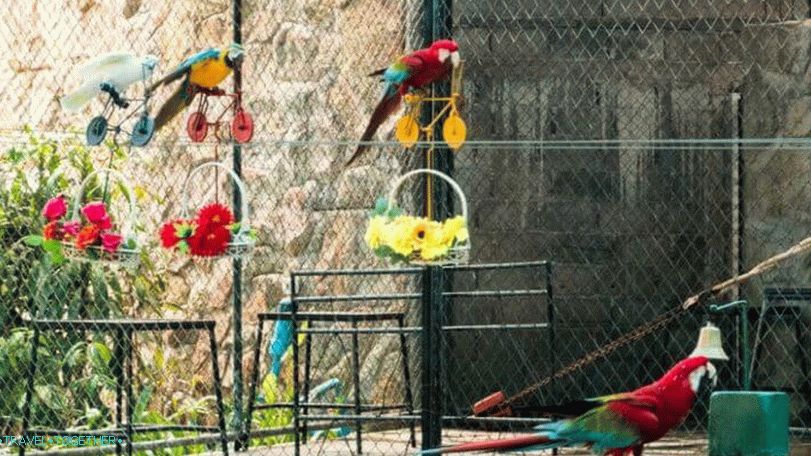 Tiger Zoo in akvarij na Samui