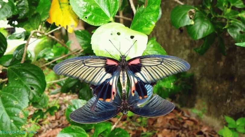 Vrt Butterfly na Samuiju
