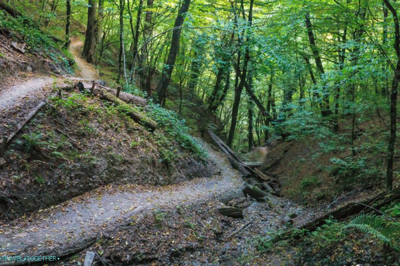 Zdravstvena pot v Rosa Khutorju - lagodna sprehod po gozdu