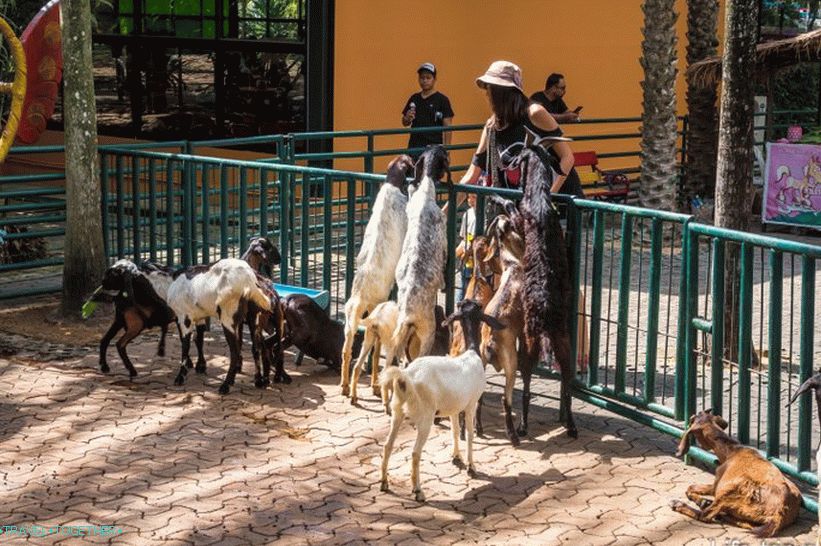 Tropski park Nong Nooch v Pattayi je glavna atrakcija