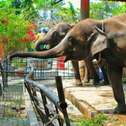 Živalski vrt Phuket