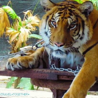 Živalski vrt Phuket