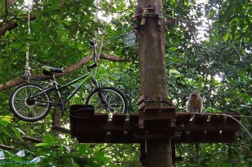Monkeys at Tree Top Pustolovski park