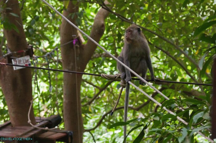 Monkeys at Tree Top Pustolovski park
