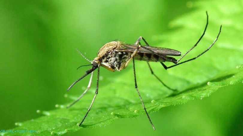 Komarji na Tajskem