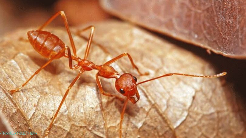 Mravlje na Tajskem