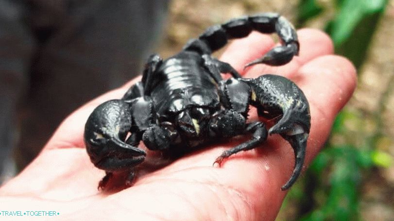 Škorpijoni na Tajskem