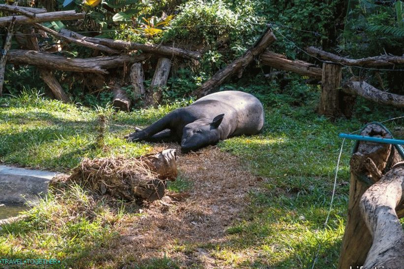 Tapir počiva