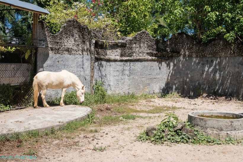 Phuket Zoo - moj pregled, cene, fotografije in urnik predstave