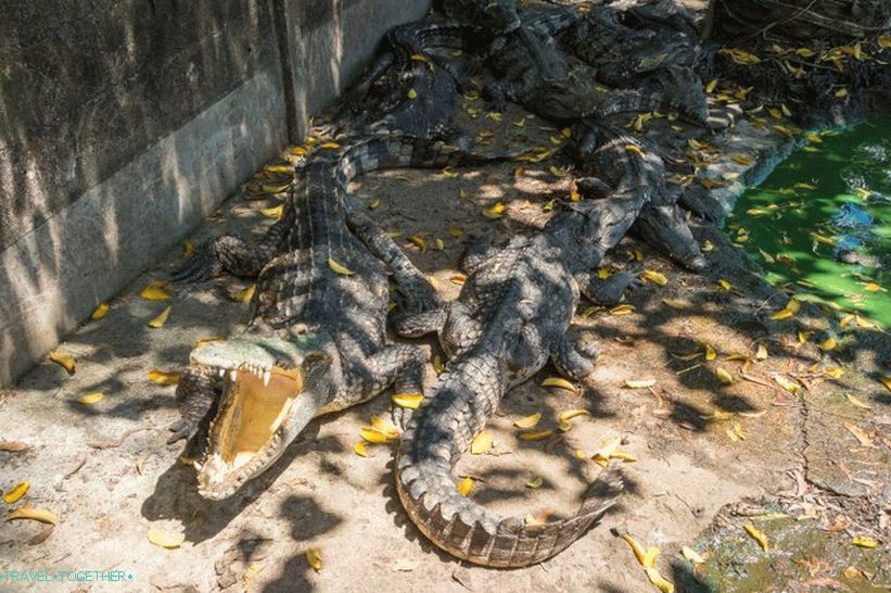 Phuket Zoo - moj pregled, cene, fotografije in urnik predstave