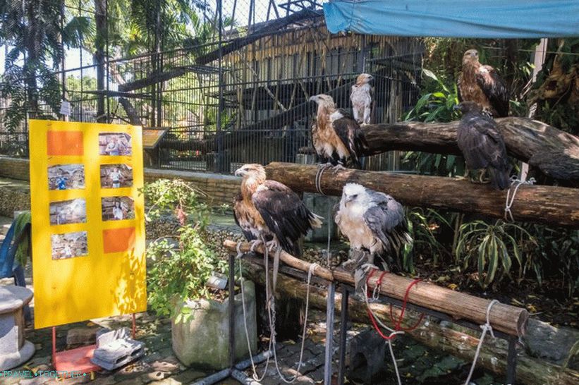 Phuket Zoo - moj pregled, cene, fotografije in urnik predstave