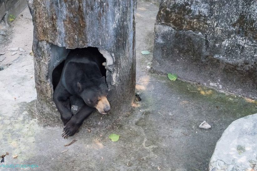 Phuket Zoo - moj pregled, cene, fotografije in urnik predstave