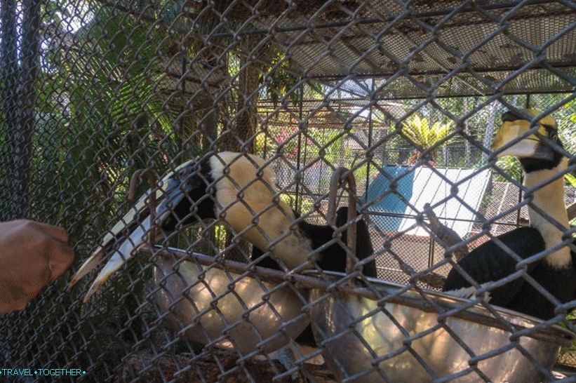Phuket Zoo - moj pregled, cene, fotografije in urnik predstave