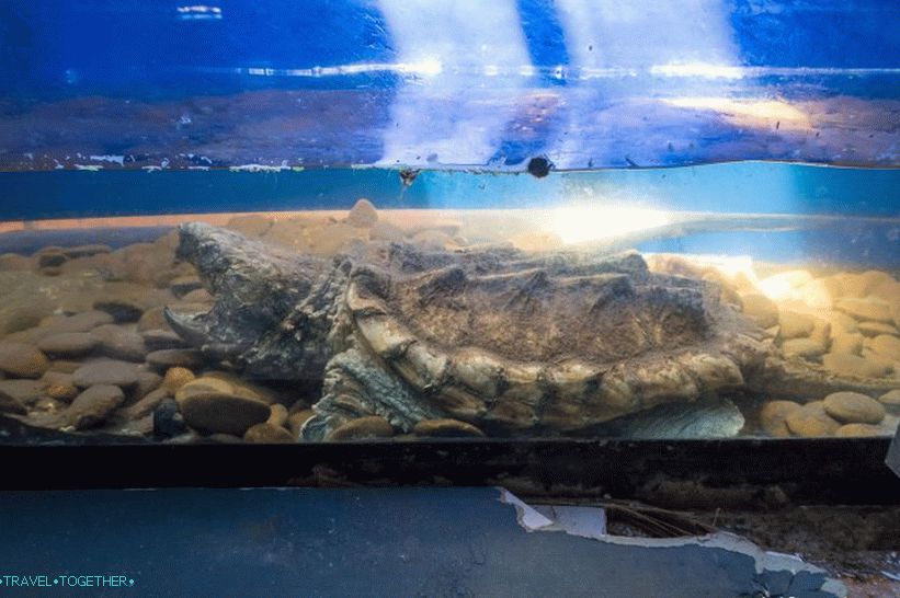 Phuket Zoo - moj pregled, cene, fotografije in urnik predstave