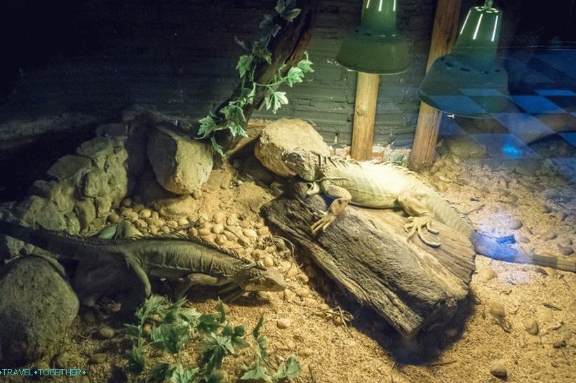 Phuket Zoo - moj pregled, cene, fotografije in urnik predstave