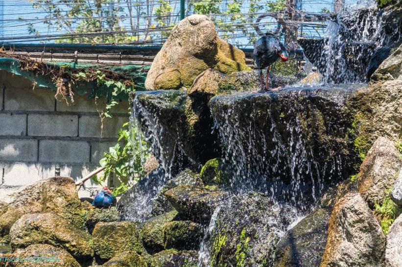 Phuket Zoo - moj pregled, cene, fotografije in urnik predstave