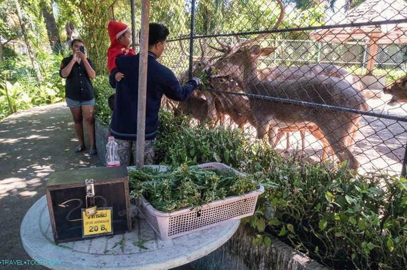 Phuket Zoo - moj pregled, cene, fotografije in urnik predstave