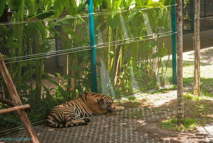 Pattaya Tiger Zoo - eksotična samoportreta z