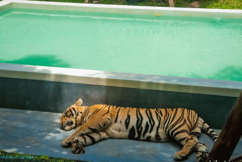 Park Tiger v Pattayi