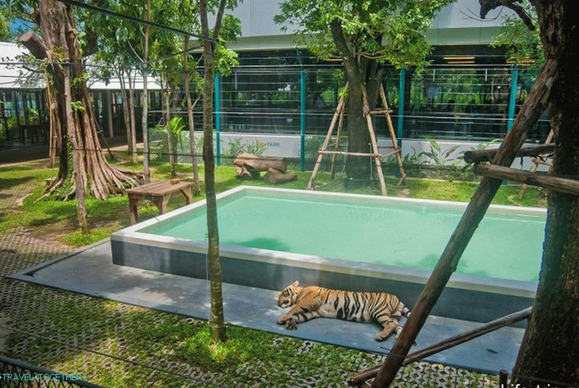 Pattaya Tiger Zoo - eksotična samoportreta z