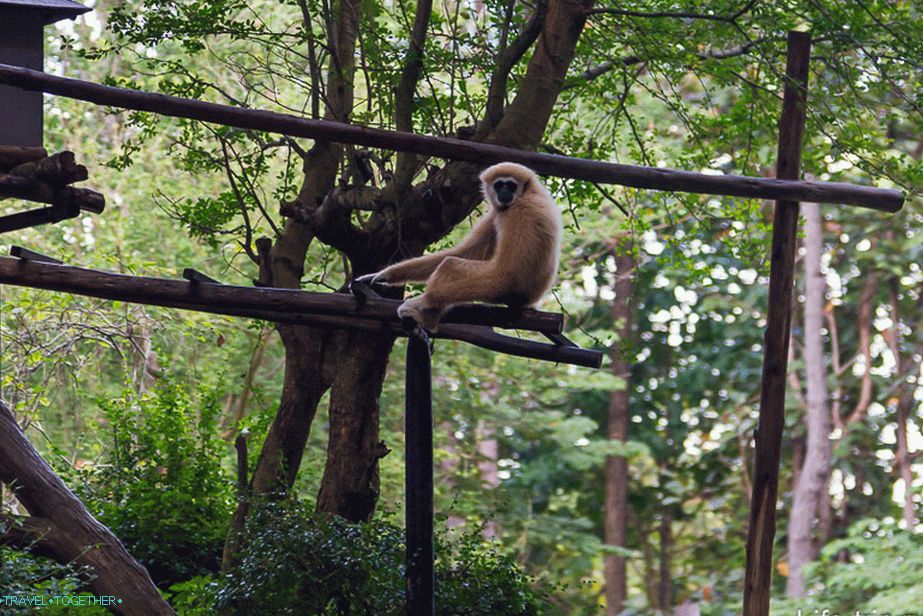 Na eni strani opice sedijo