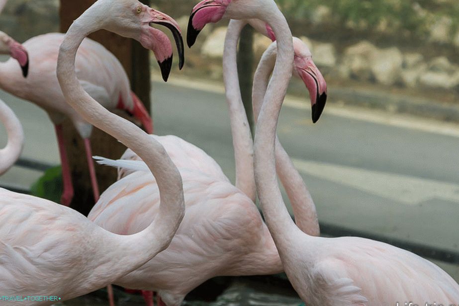 Flamingo, tudi na vhodu
