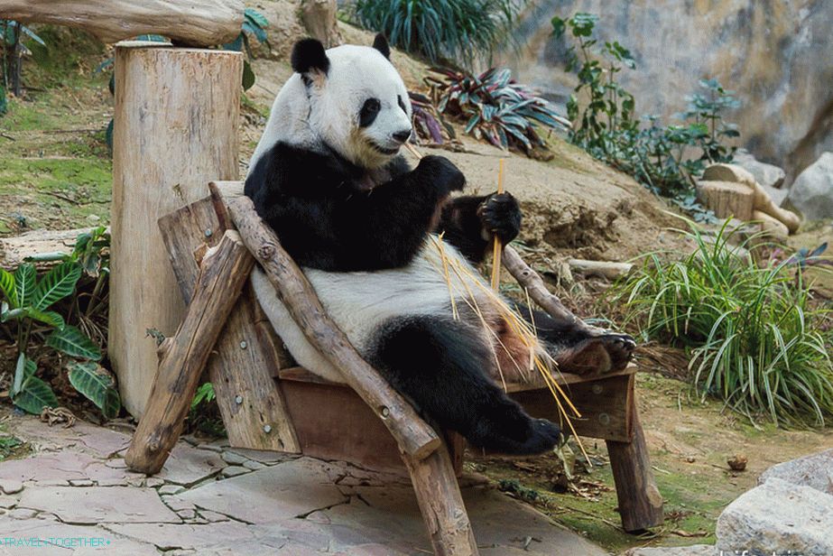 Panda sedi na stolu in bambusov hrček