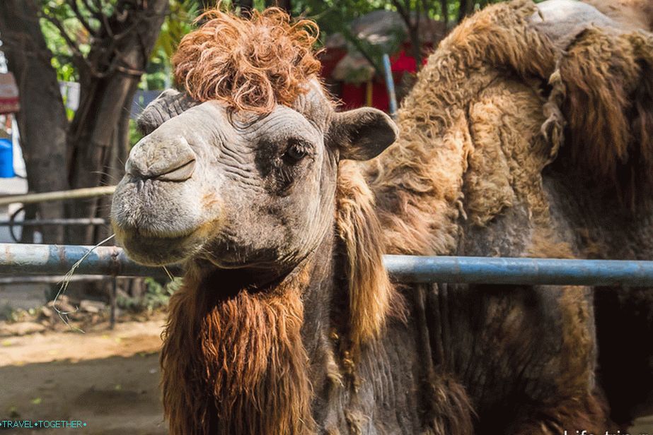 Camel je kot podrgnil babičino preprogo