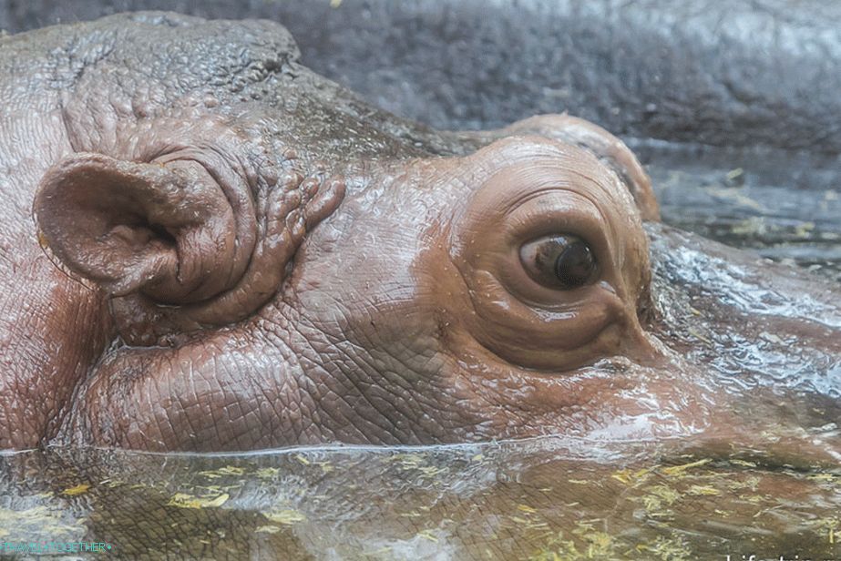 Hippo na pristopu skozi steklo